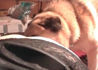 Chubby wife zoophile and her trained doggy