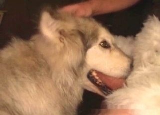 Disgusting amateur bestiality with my doggy