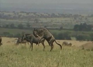 Two wild desert animals have nice sex
