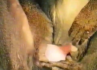 Good to see how monkey jerks a dick