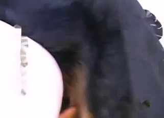 Black dog pounds her hole from behind